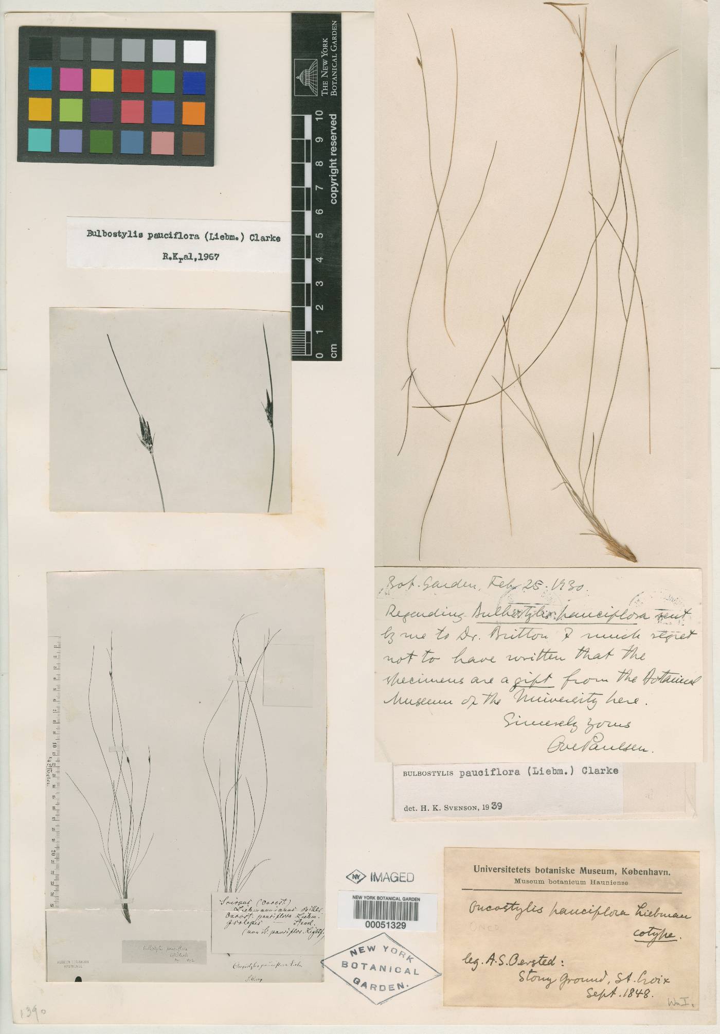 Bulbostylis pauciflora image