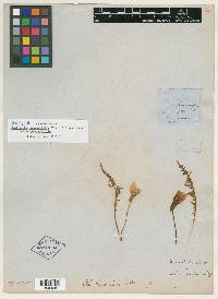 Oenothera tanacetifolia image
