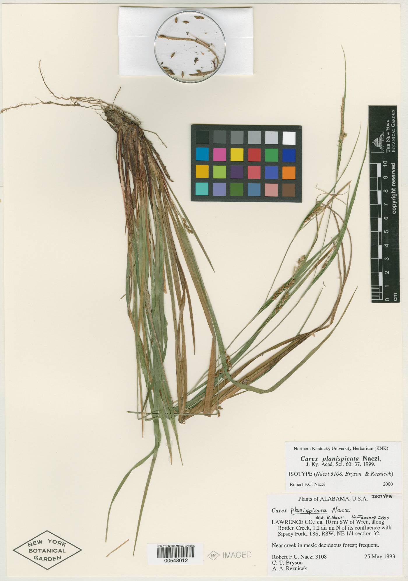 Carex planispicata image