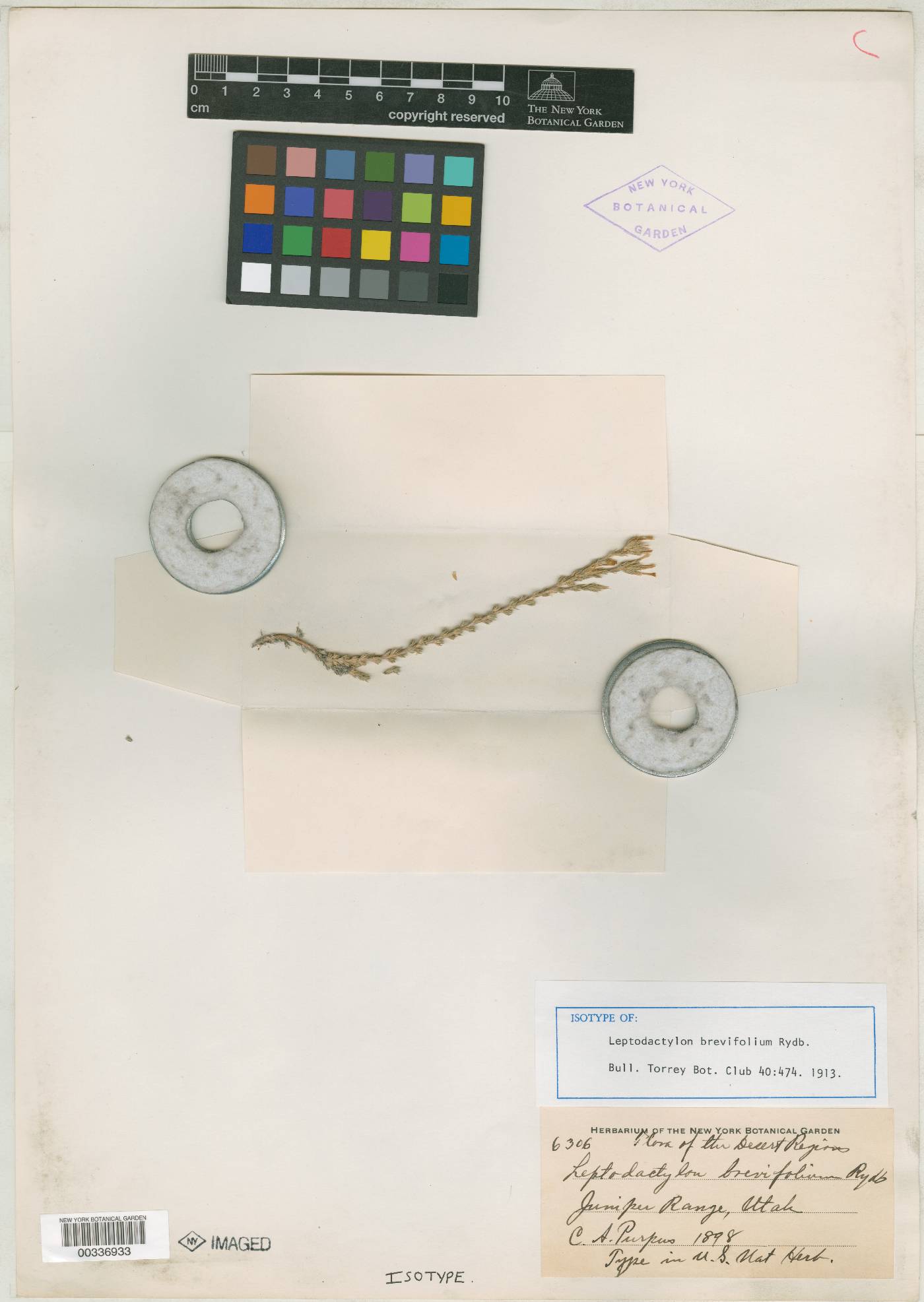 Leptodactylon brevifolium image