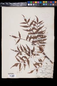 Bursera graveolens image