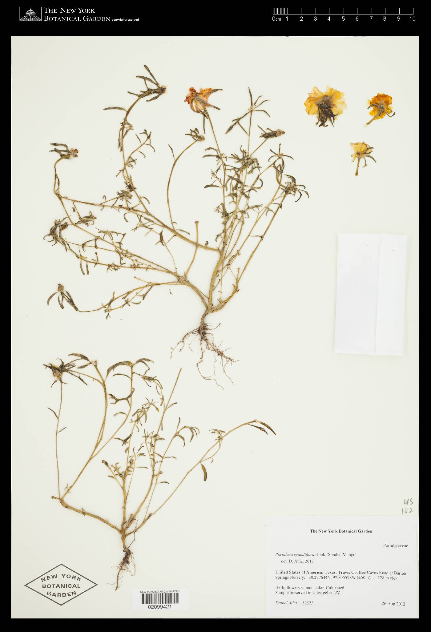 Portulaca grandiflora image