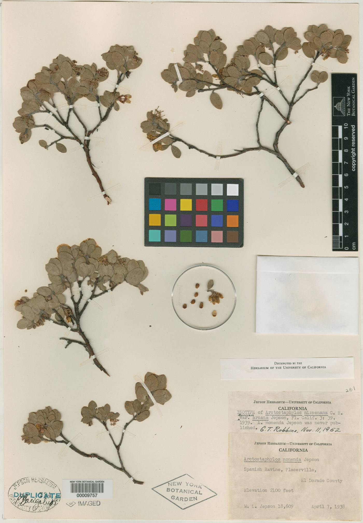 Arctostaphylos nissenana var. arcana image