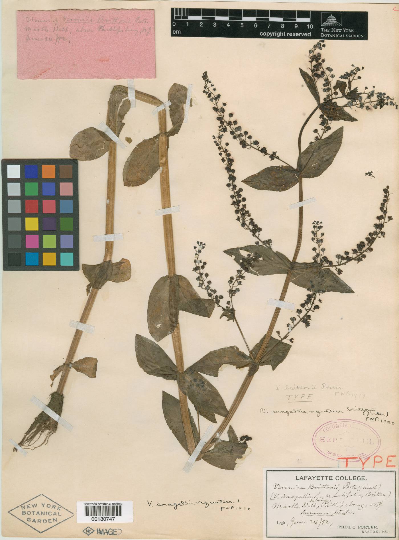 Veronica grandiflora image