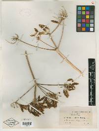 Cogswellia suksdorfii image