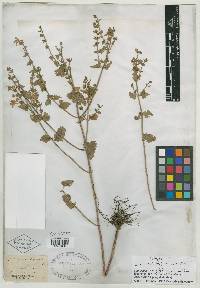 Scutellaria cardiophylla image