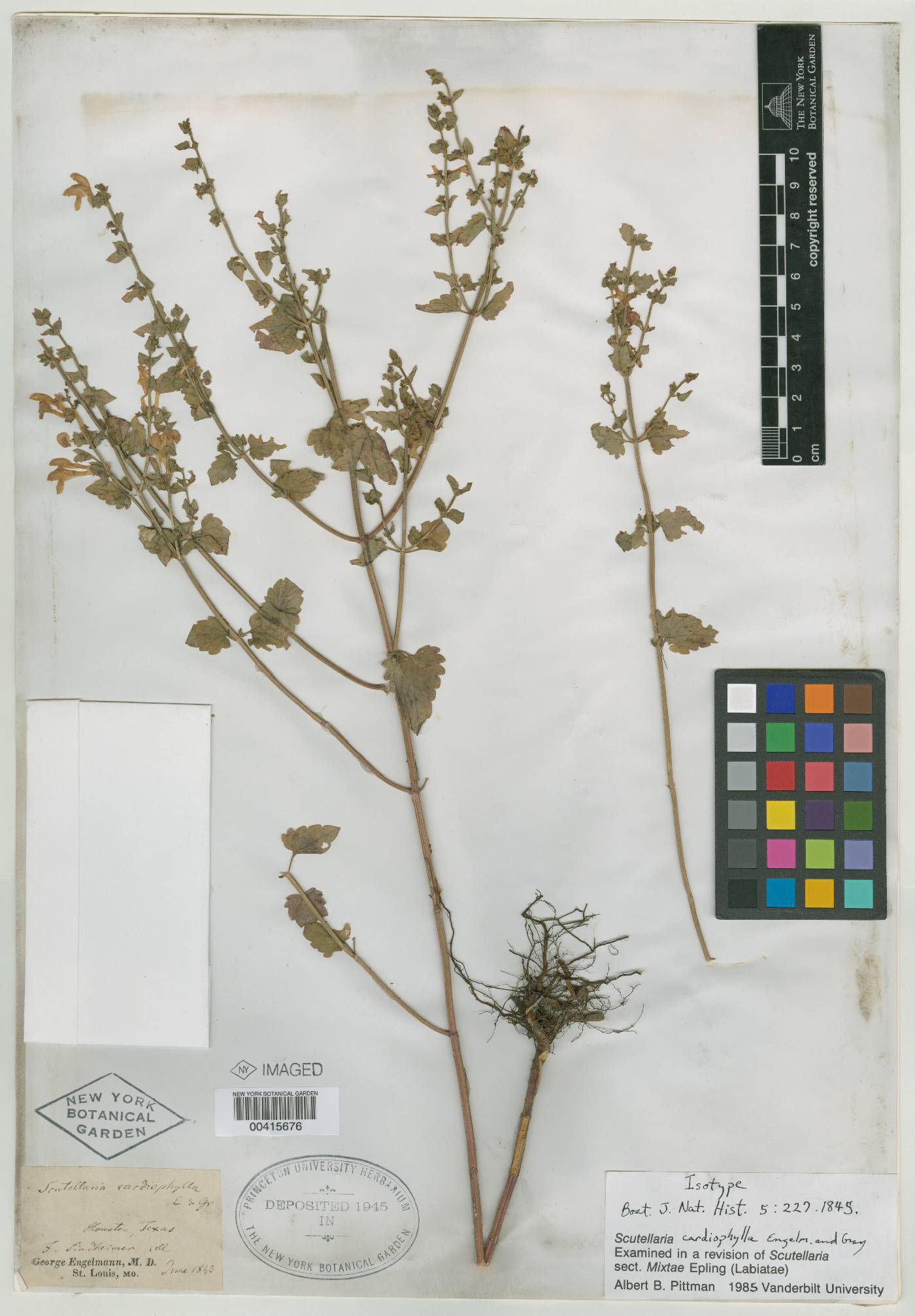 Scutellaria cardiophylla image