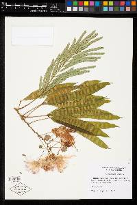 Albizia julibrissin image