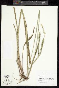 Paspalum floridanum image