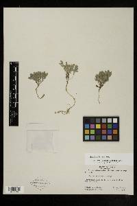 Scutellaria nana image