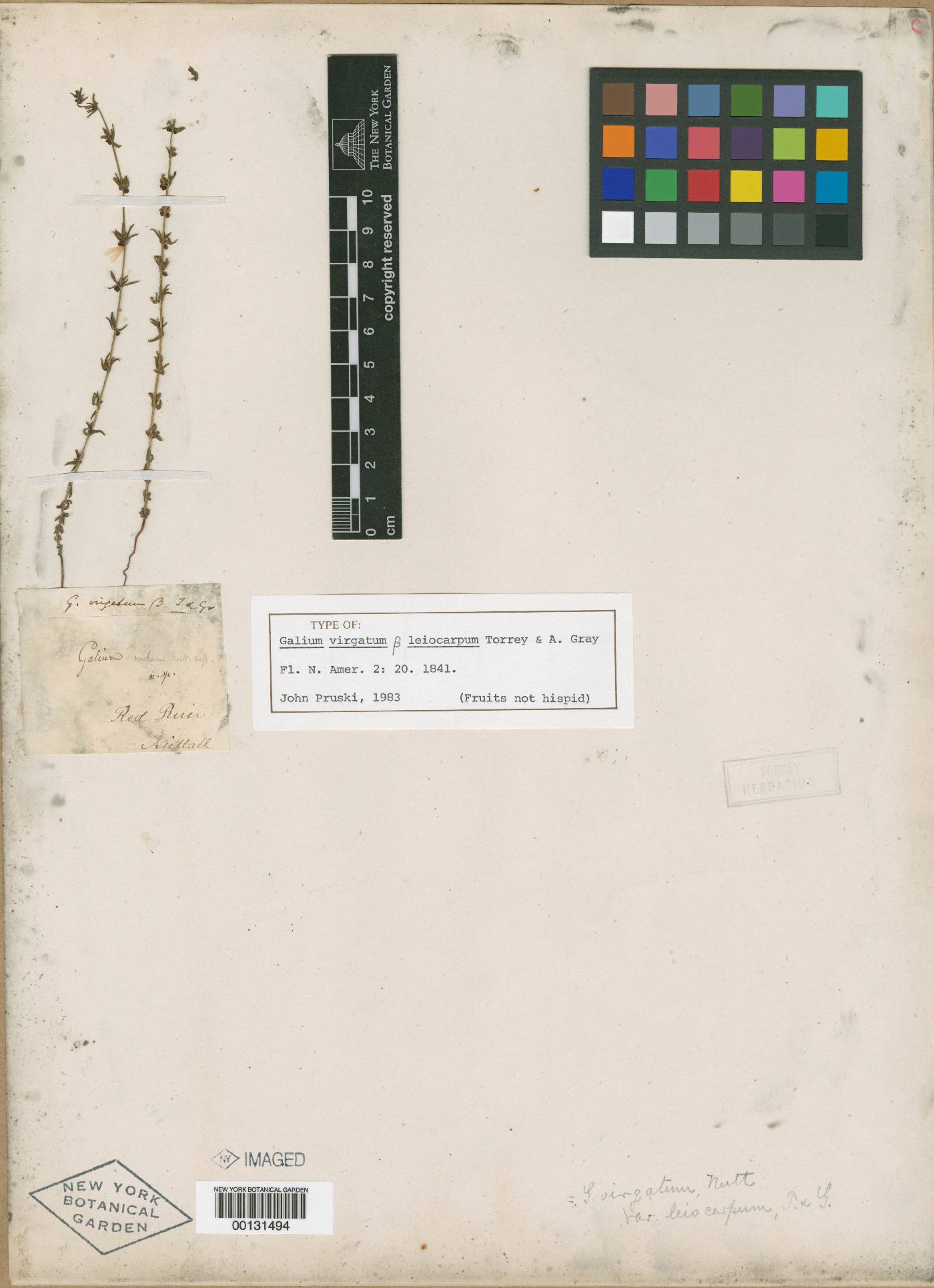 Galium virgatum var. leiocarpum image