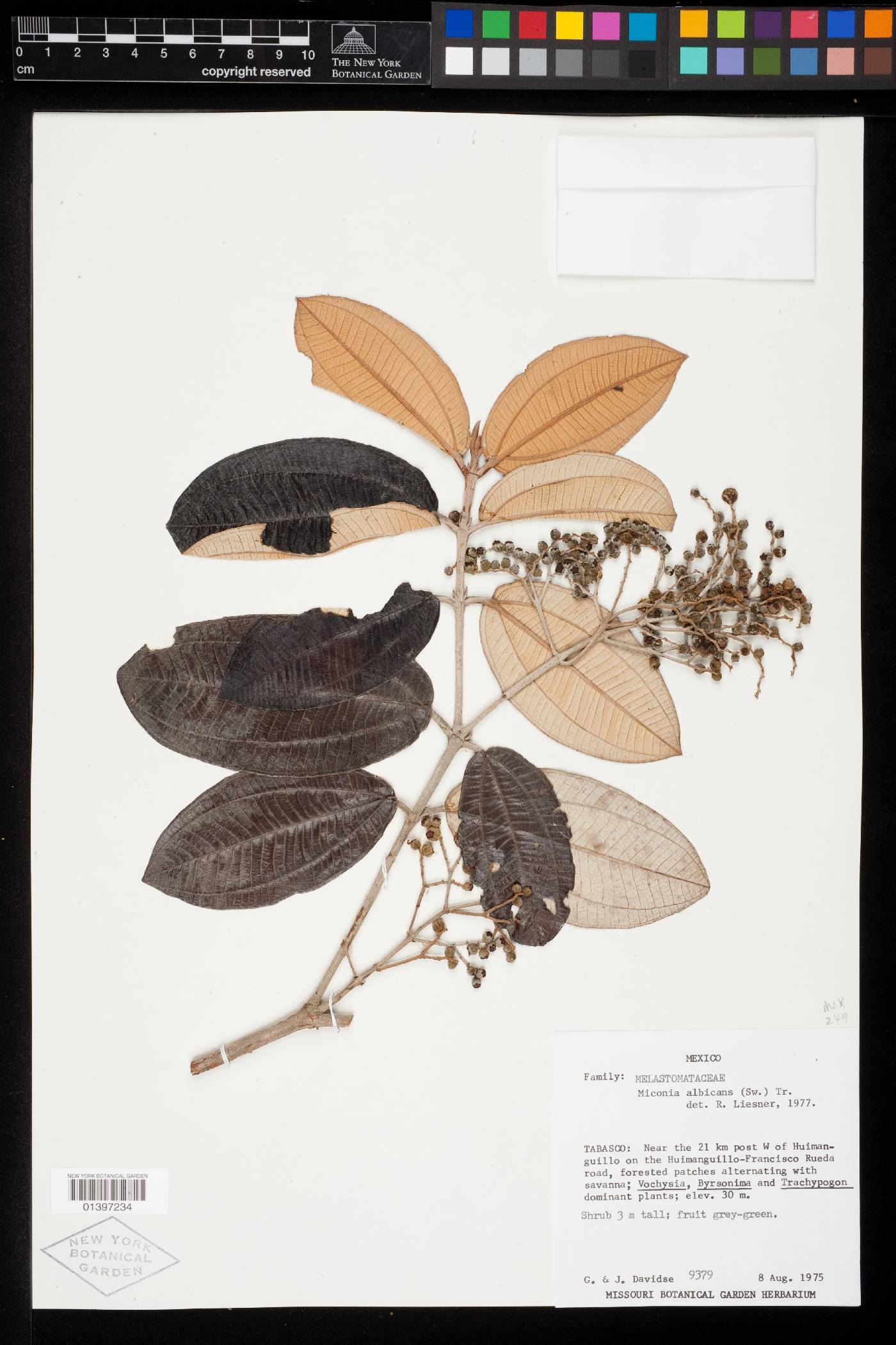 Miconia albicans image