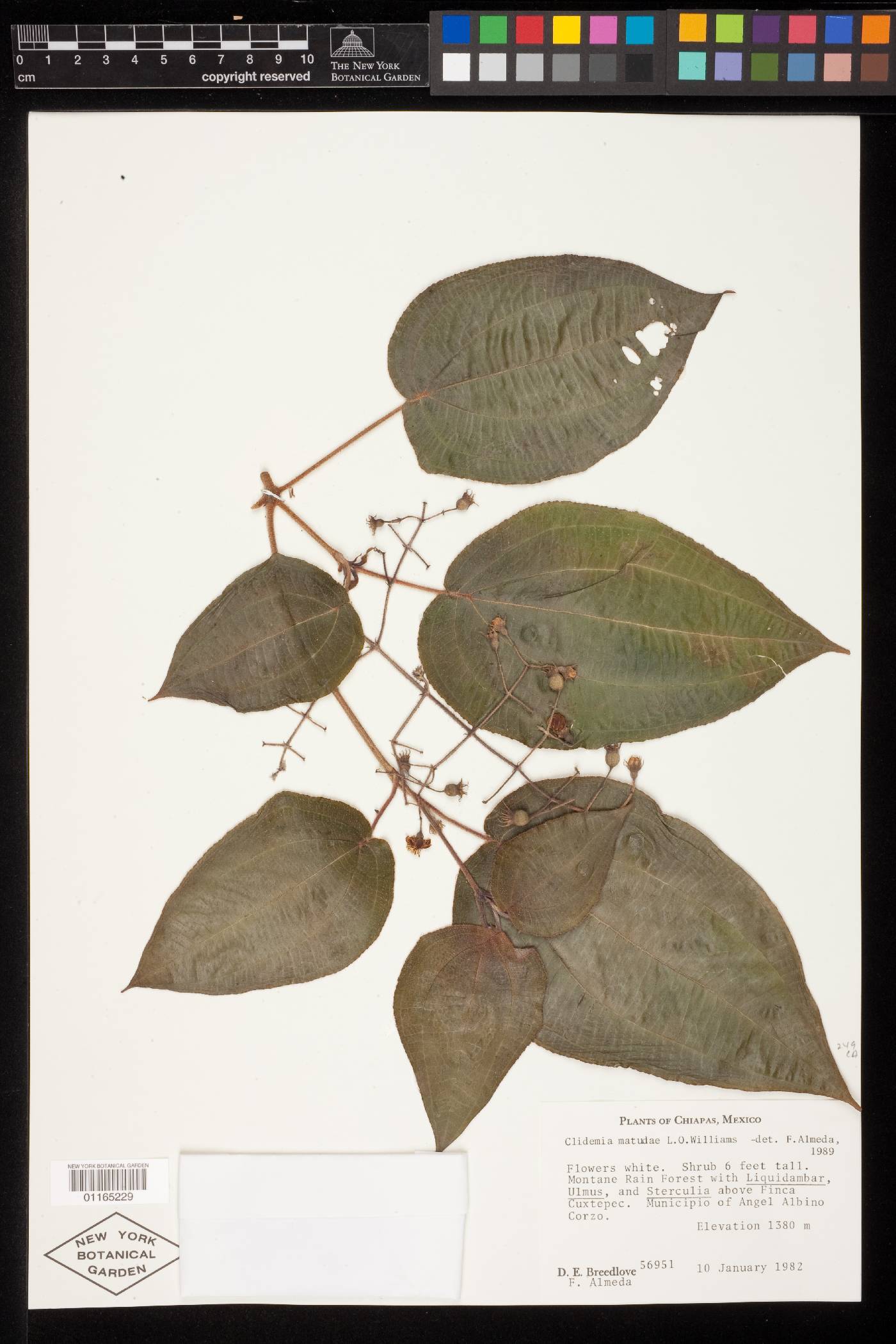 Clidemia matudae image