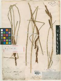 Carex laciniata image