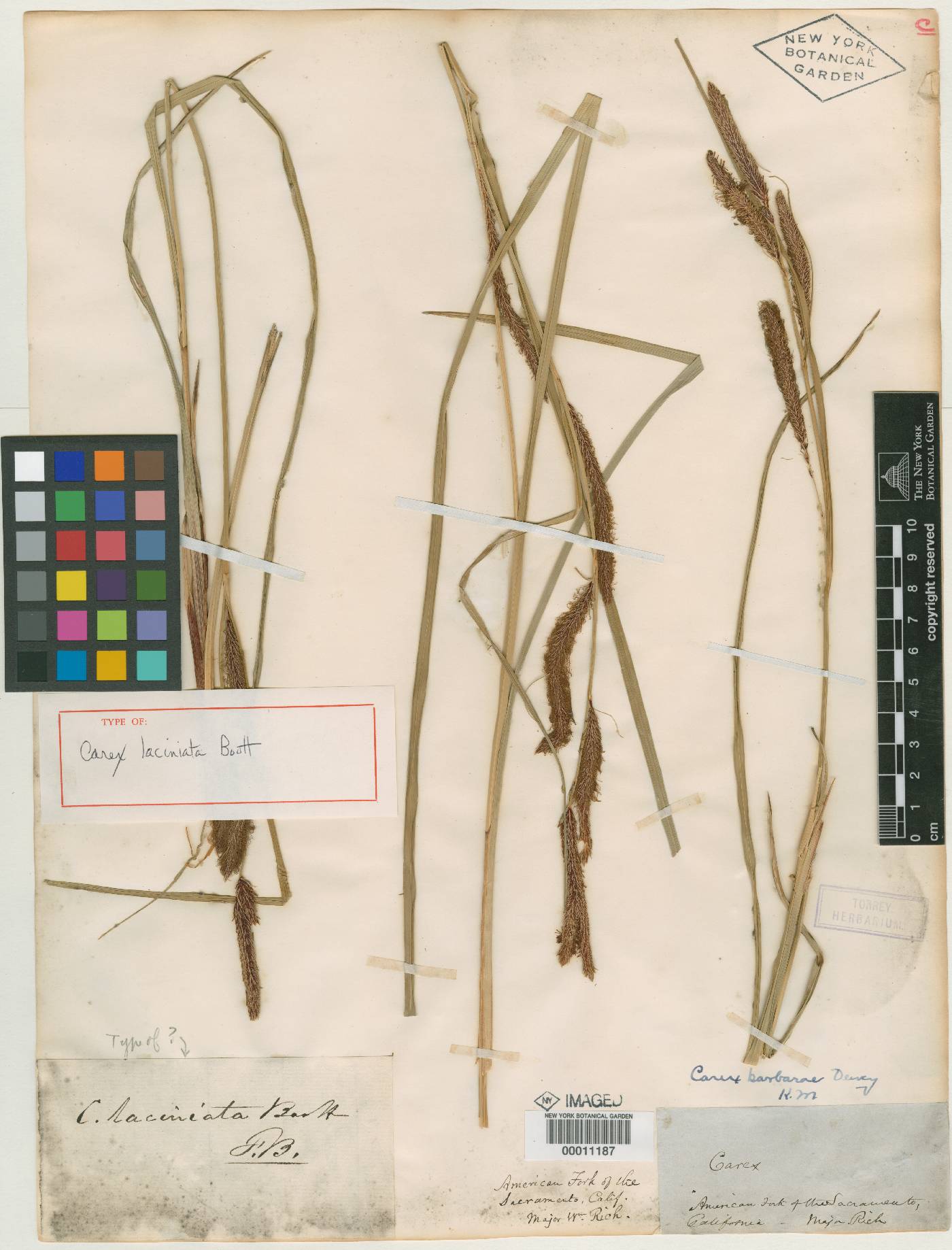 Carex laciniata image