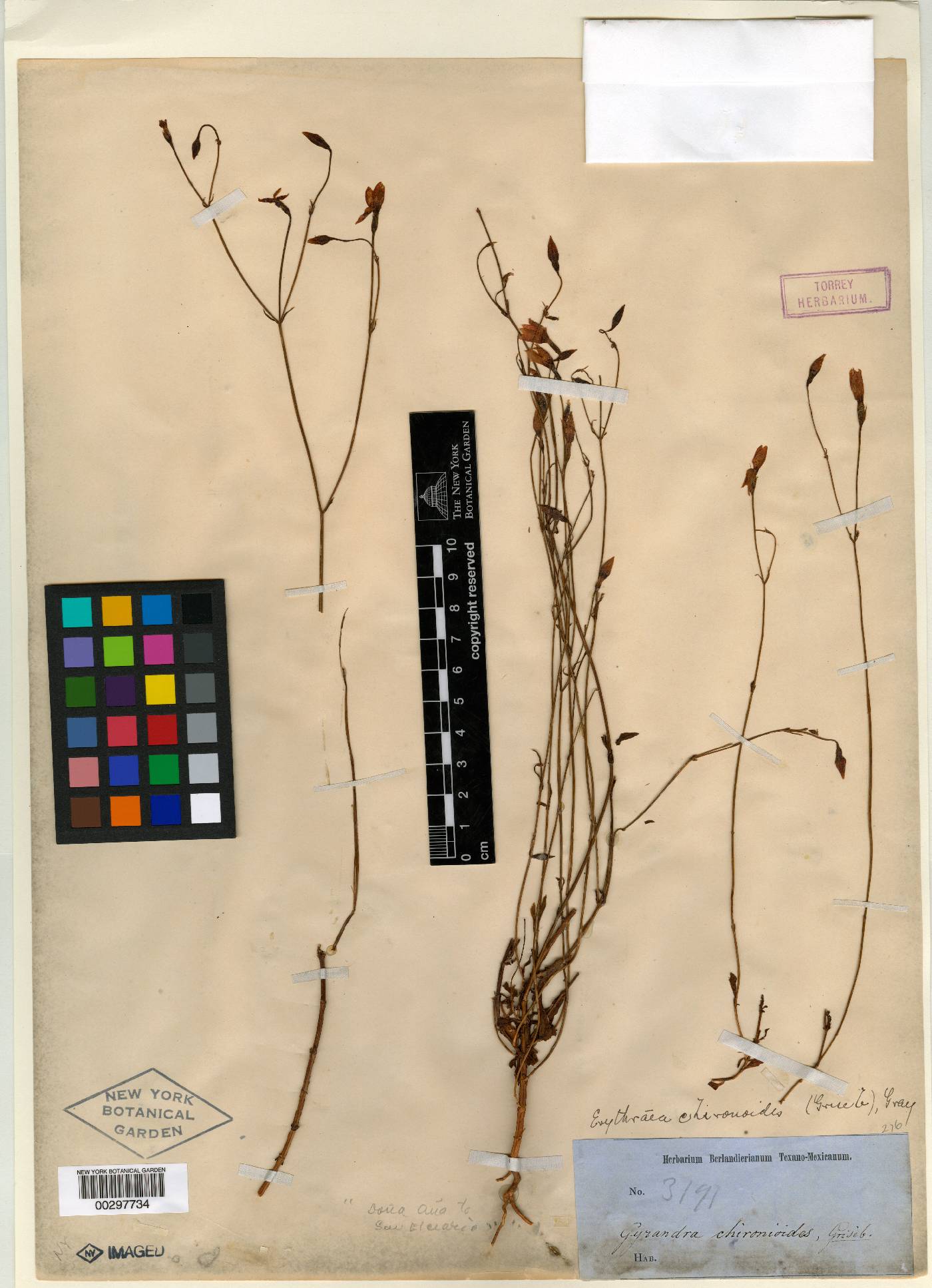 Gyrandra chironioides image