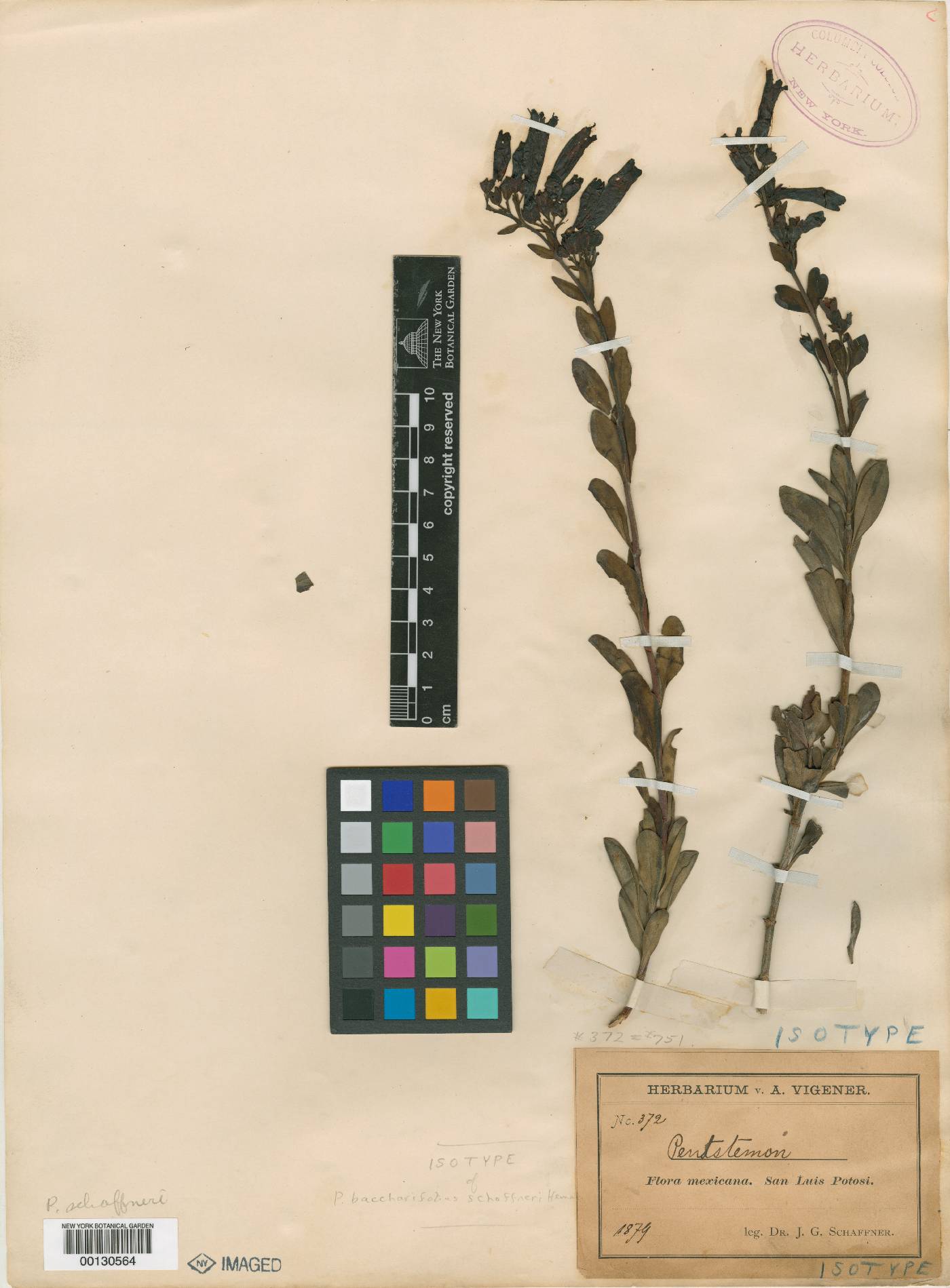 Penstemon schaffneri image