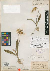 Epidendrum erythronioides image