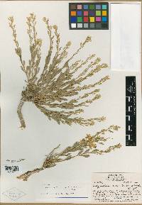 Thelypodium suffrutescens image
