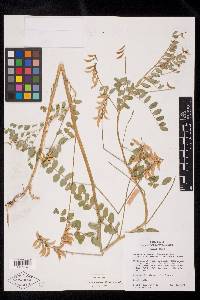 Astragalus paysonii image