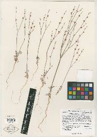 Eriogonum luteolum image