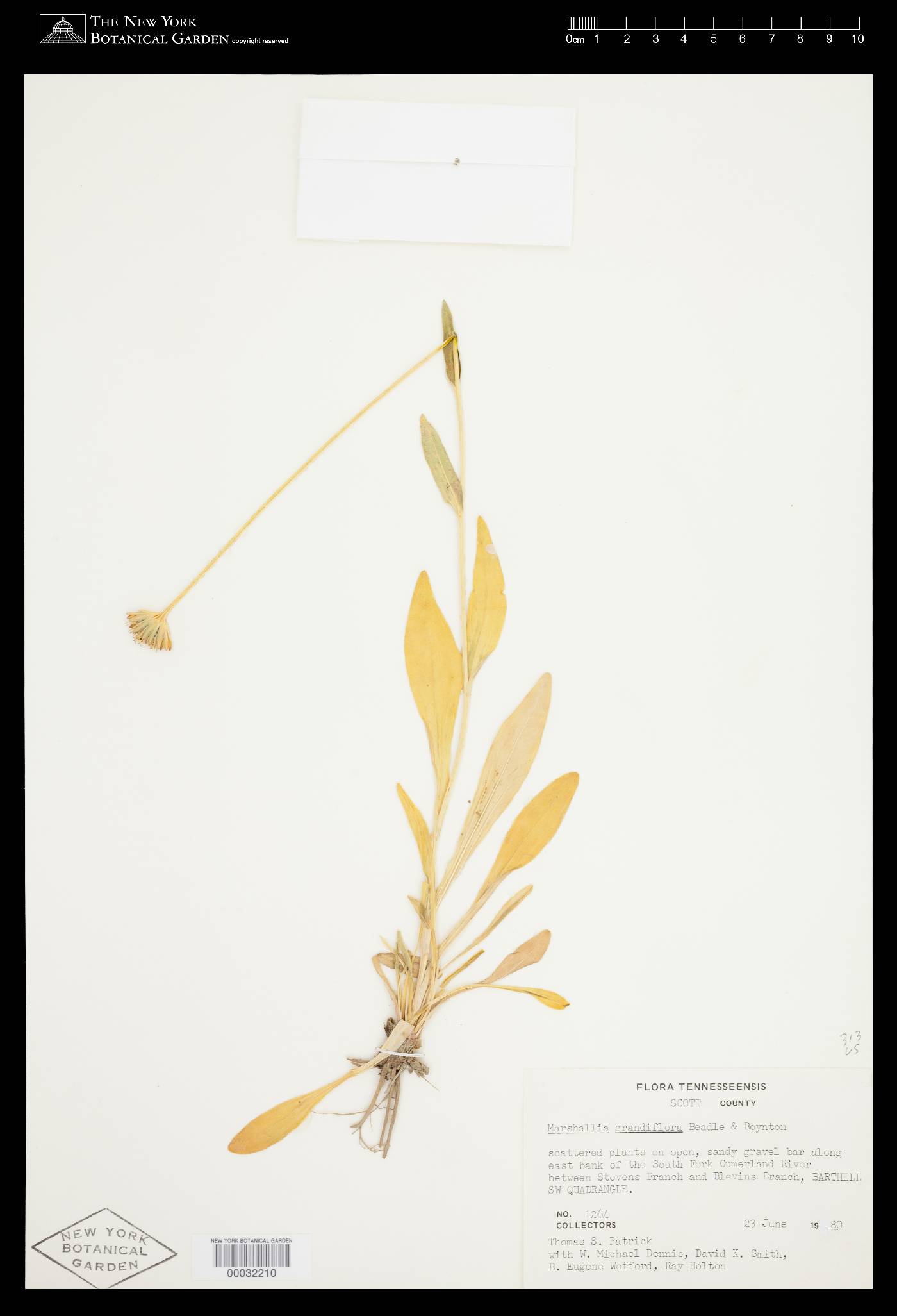 Marshallia grandiflora image