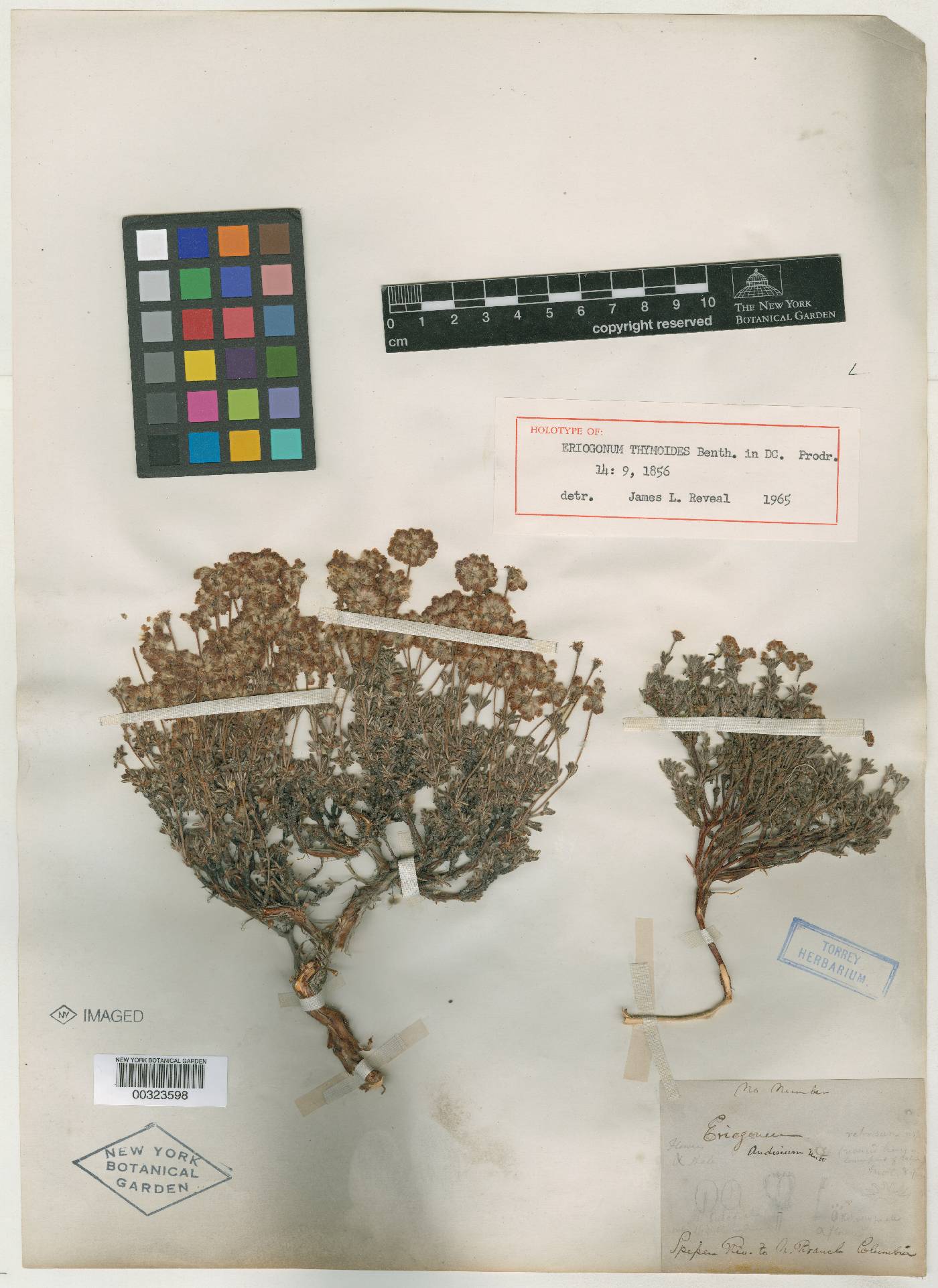 Eriogonum thymoides image