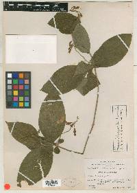 Mandevilla subsessilis image
