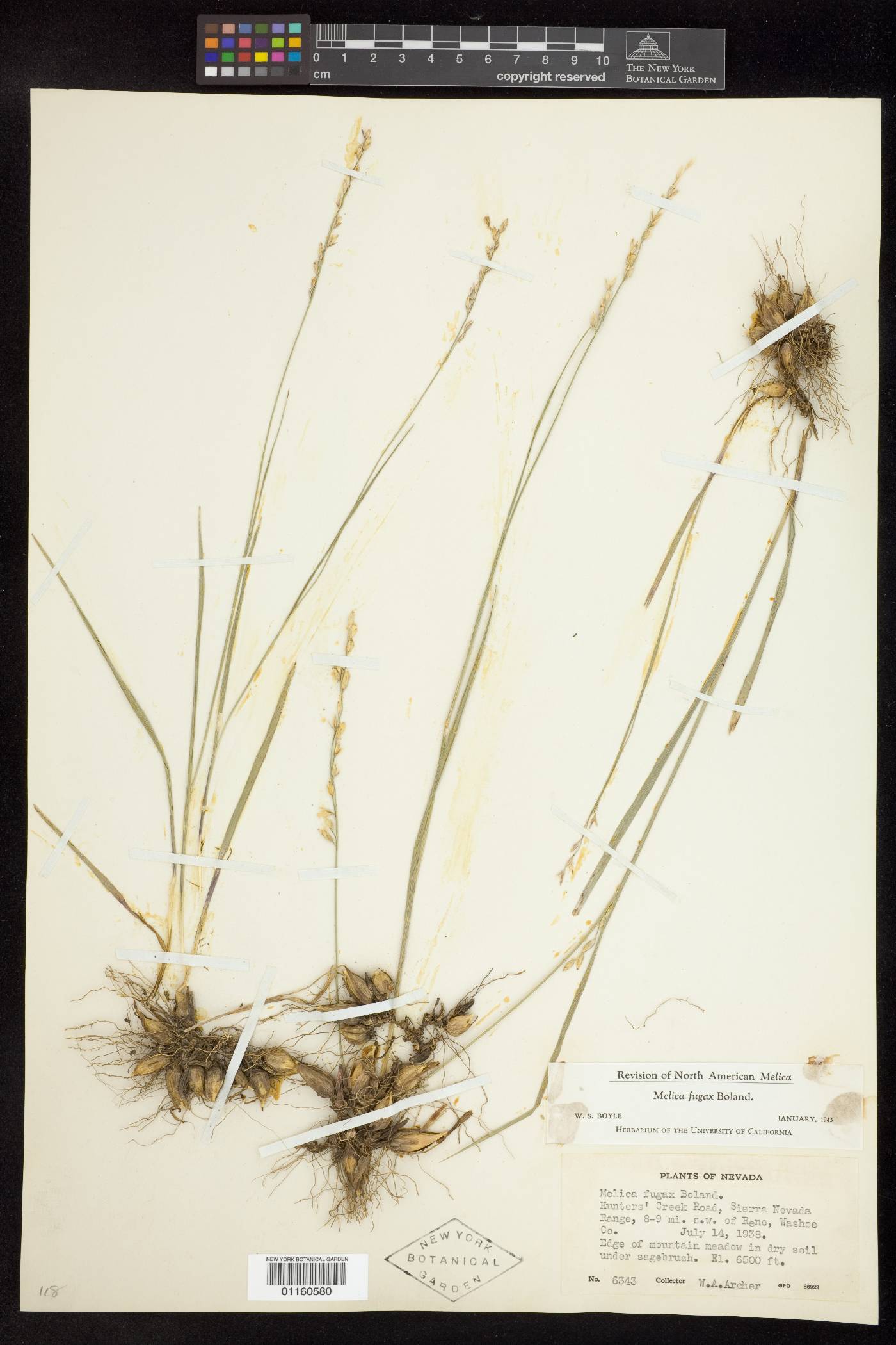 Melica fugax image