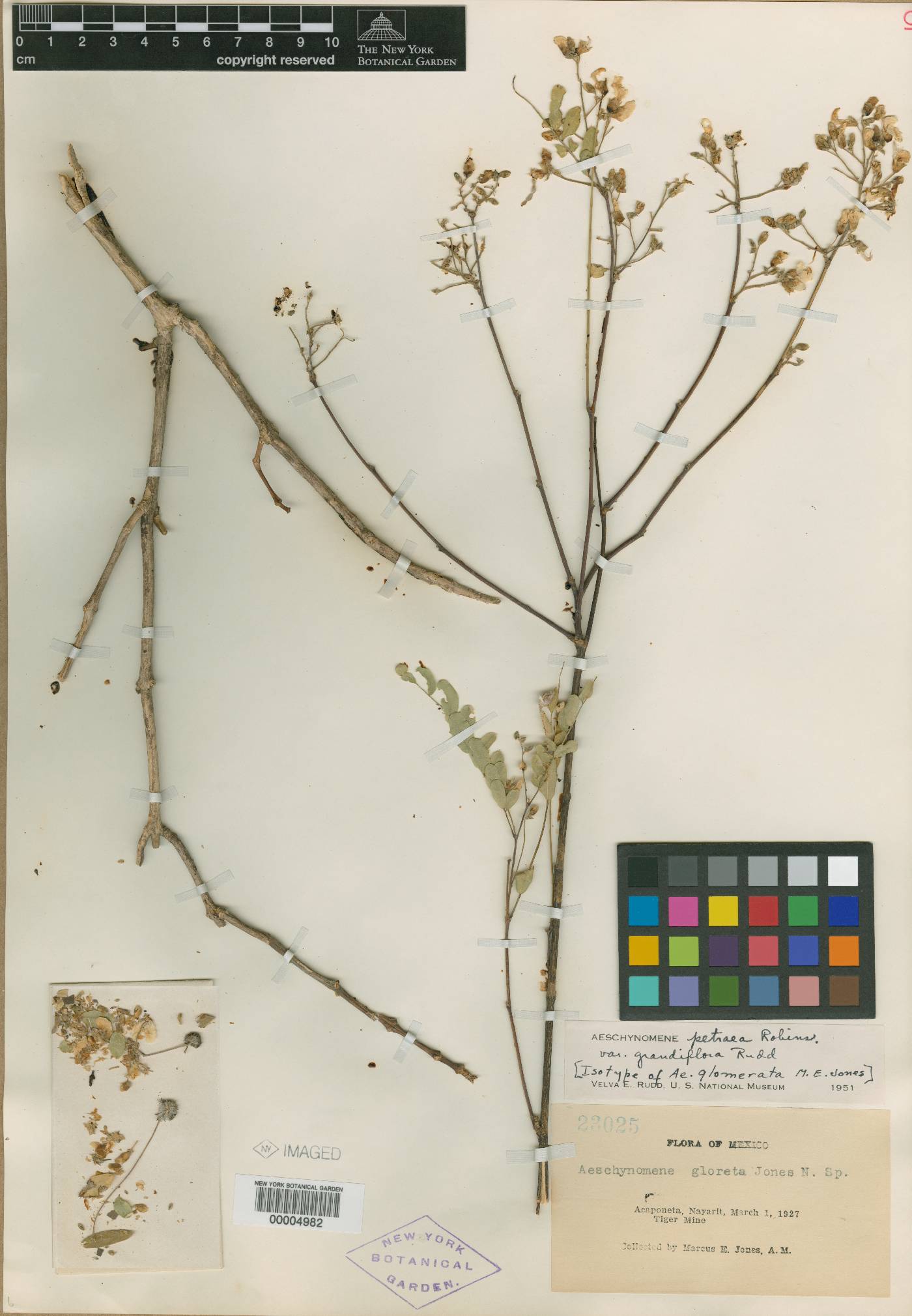 Aeschynomene petraea var. grandiflora image