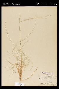 Muhlenbergia expansa image