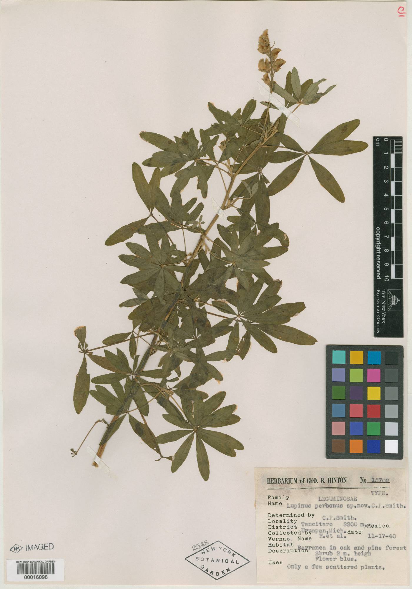 Lupinus perbonus image