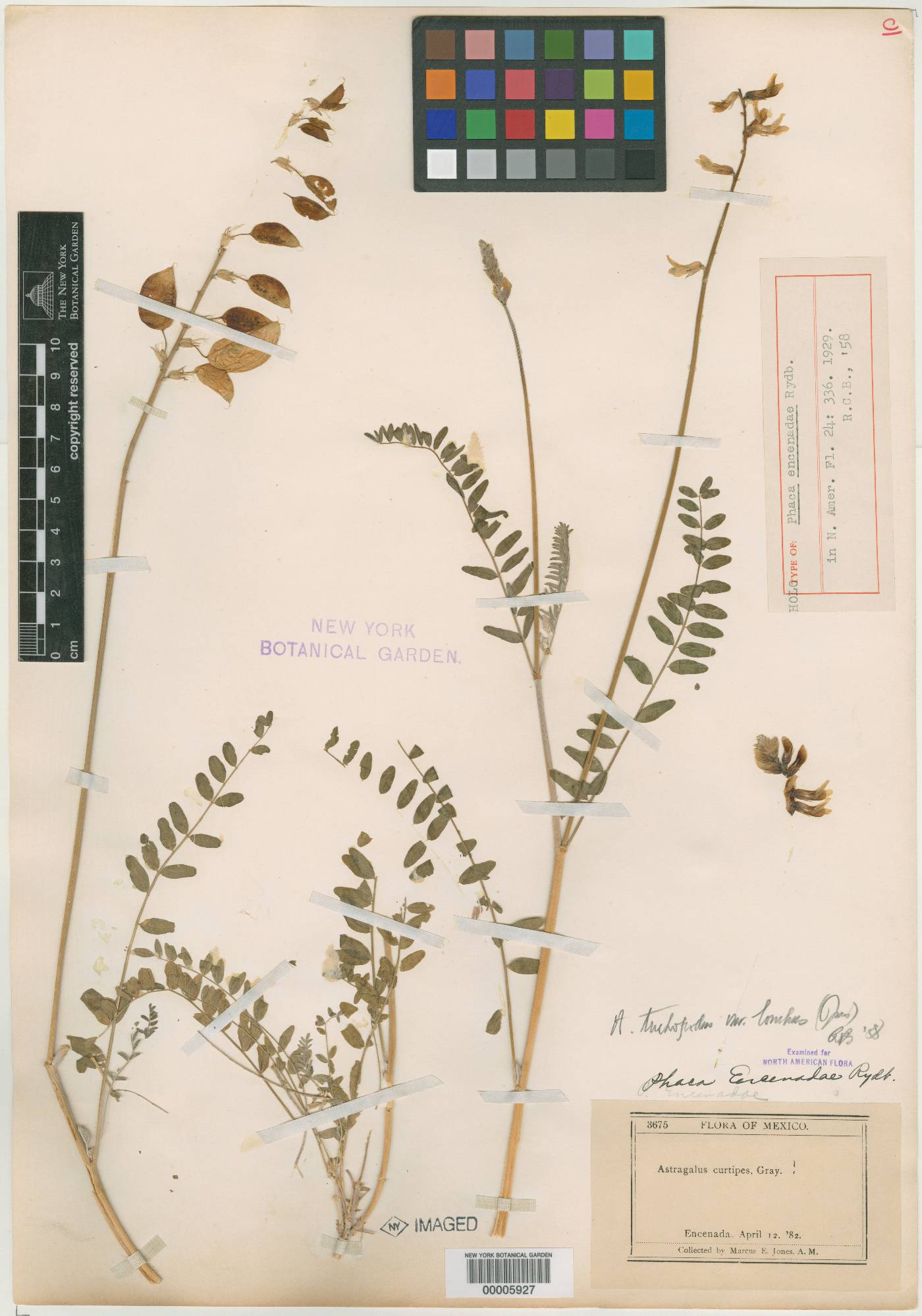 Astragalus trichopodus var. lonchus image