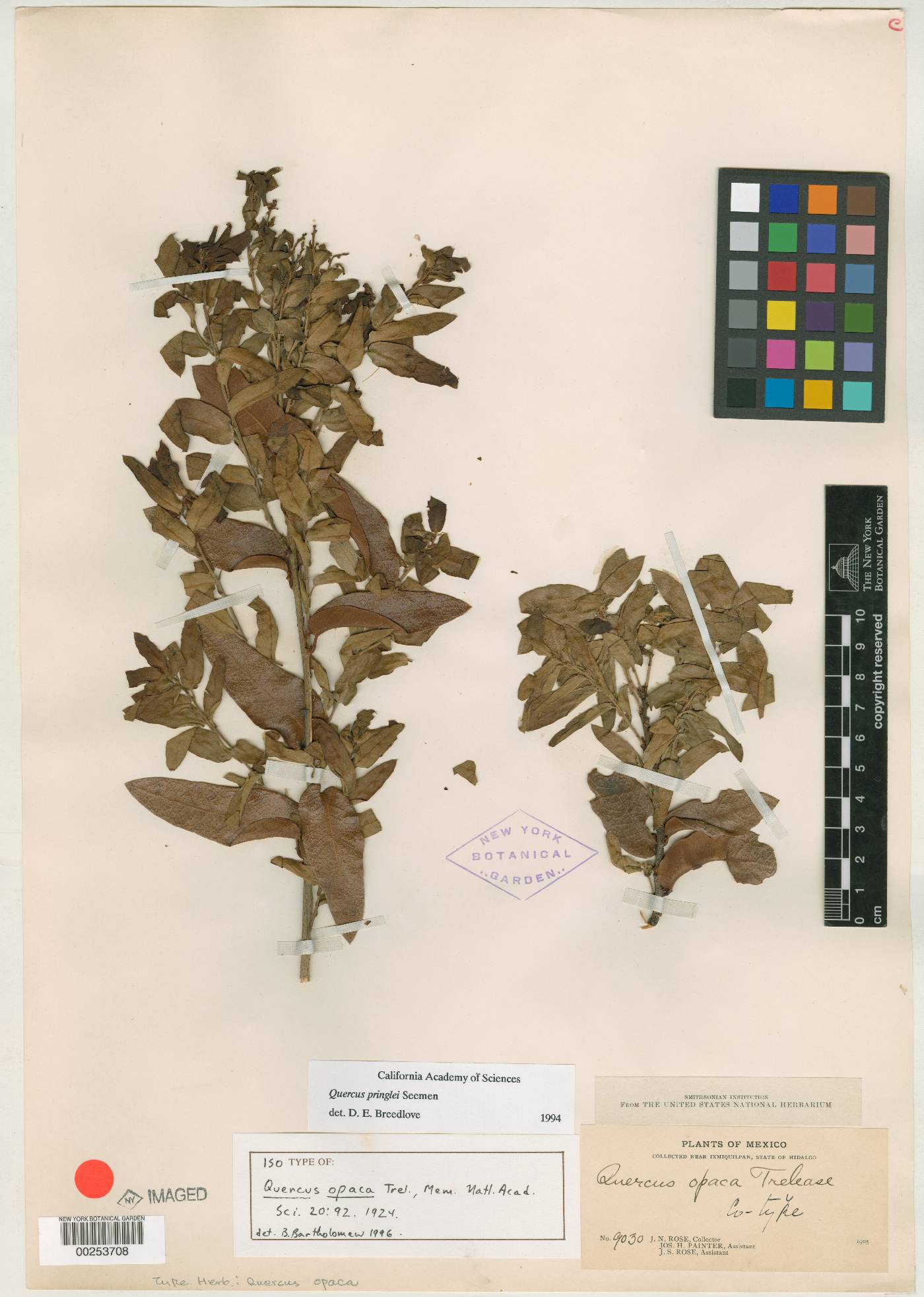 Quercus opaca image