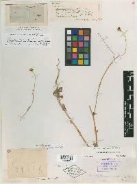 Monolopia gracilens image