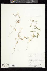 Galium bifolium image