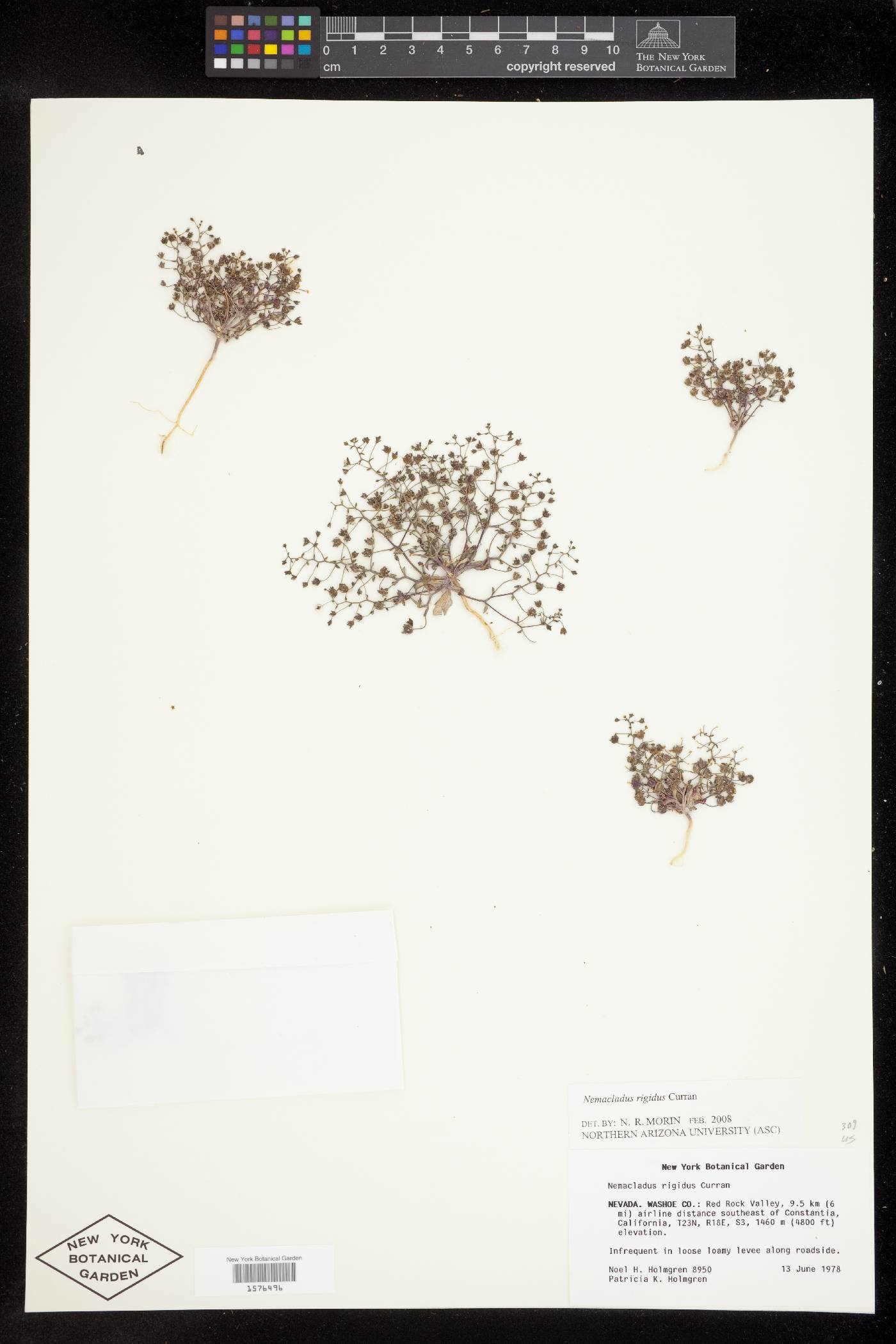 Nemacladus rigidus image