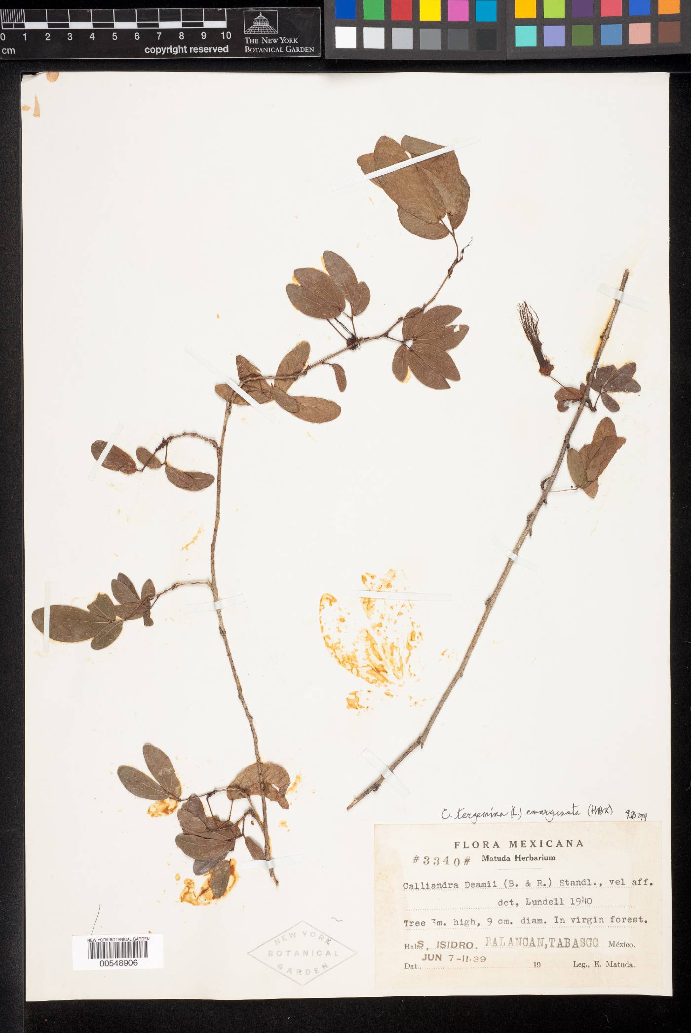Calliandra tergemina var. emarginata image