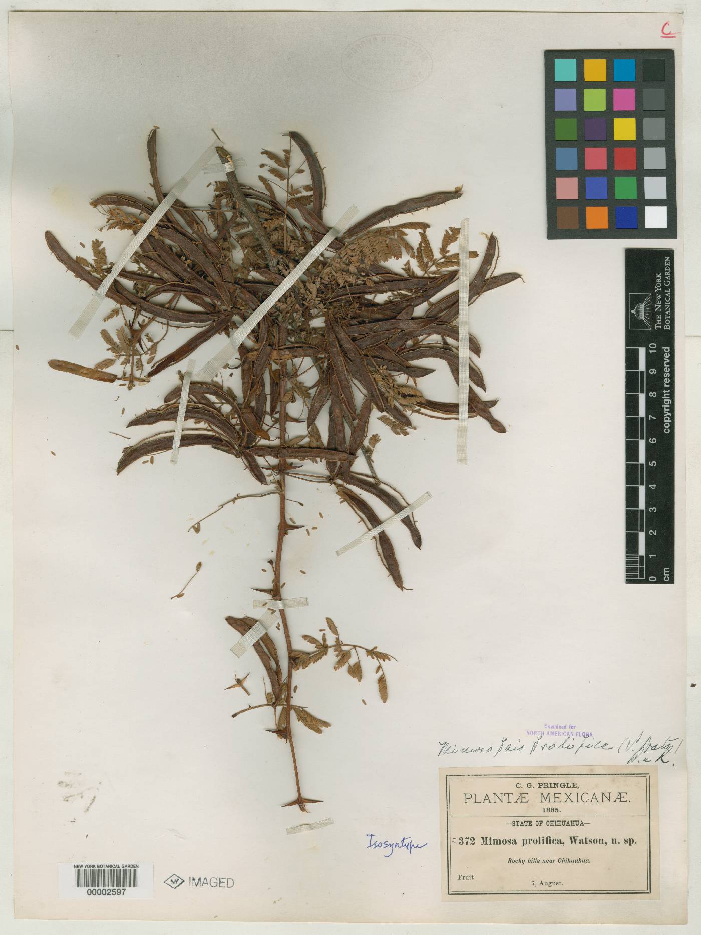 Mimosa prolifica image