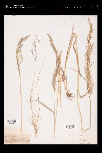 Poa nemoralis image