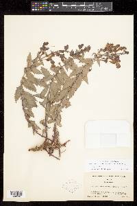 Penstemon richardsonii var. dentatus image