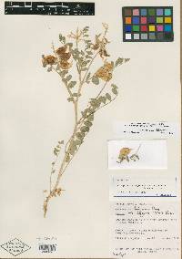 Astragalus lentiginosus var. higginsii image