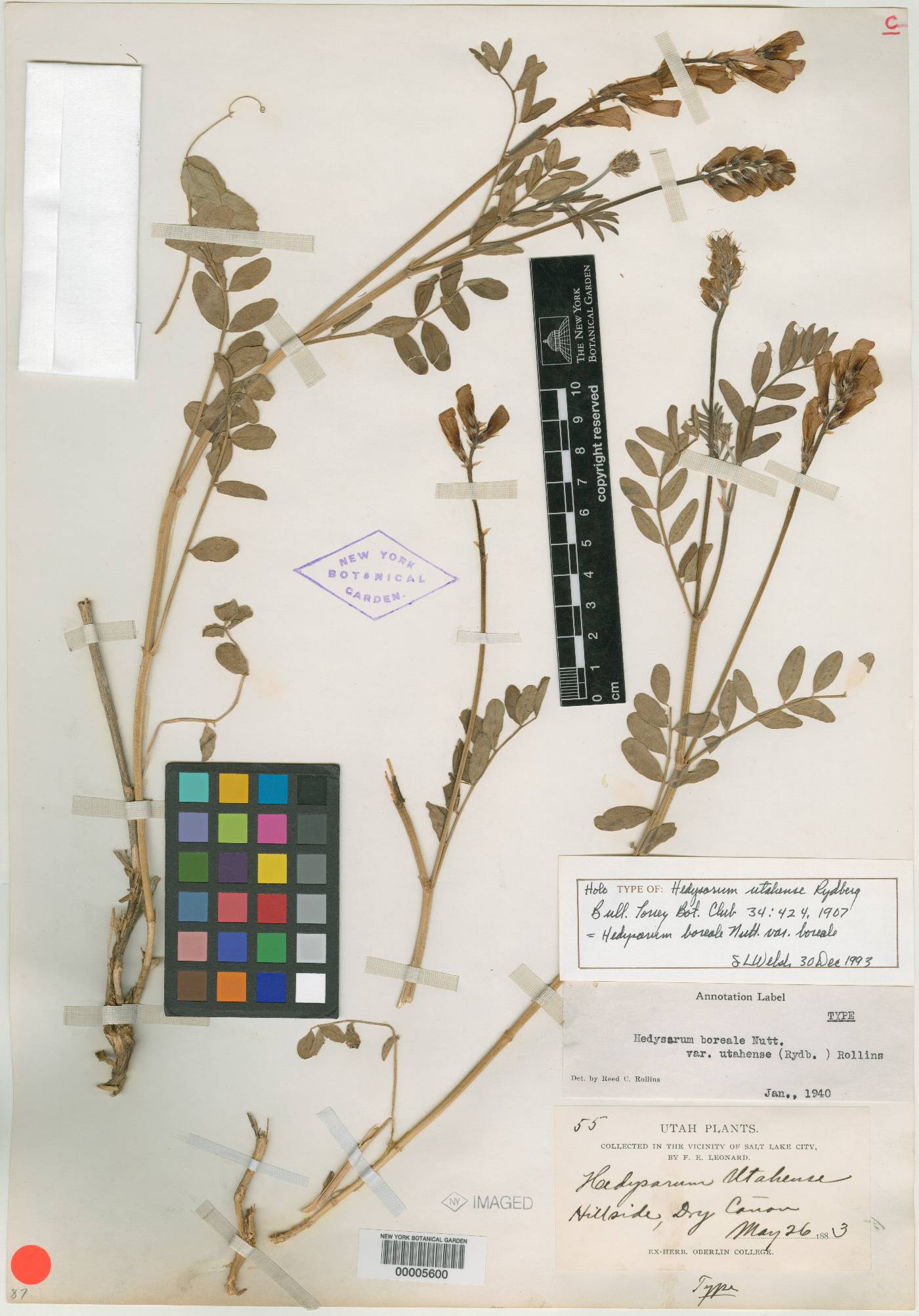 Hedysarum boreale subsp. boreale image