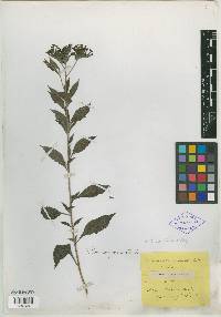 Tournefortia lilloi image