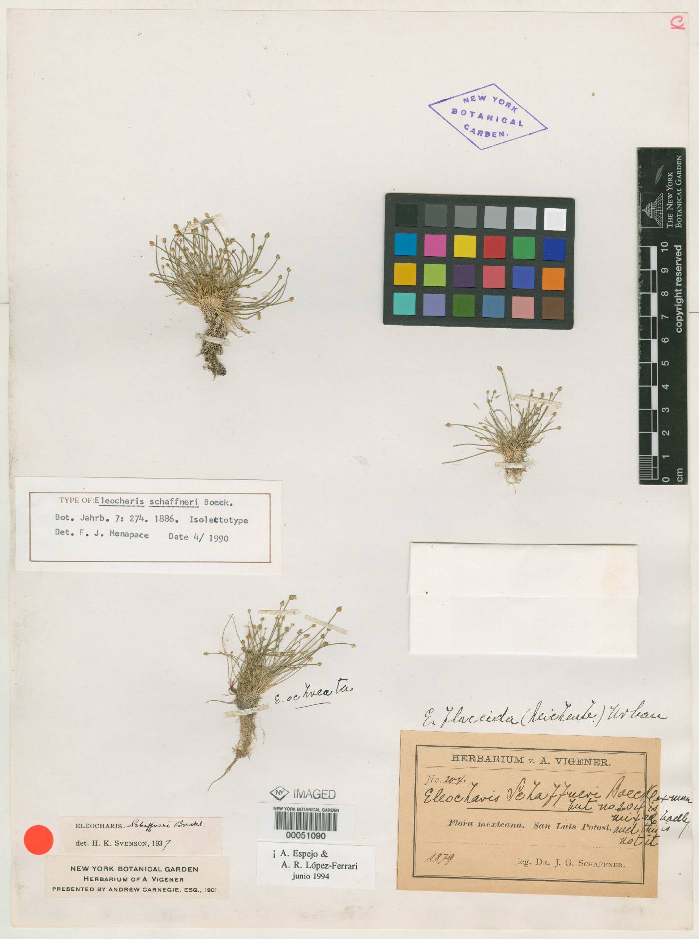 Eleocharis schaffneri image