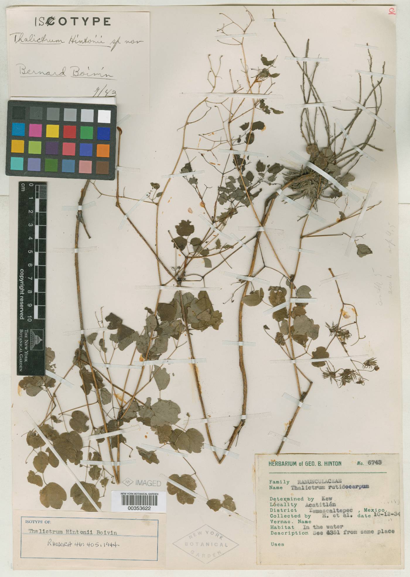 Thalictrum hintonii image