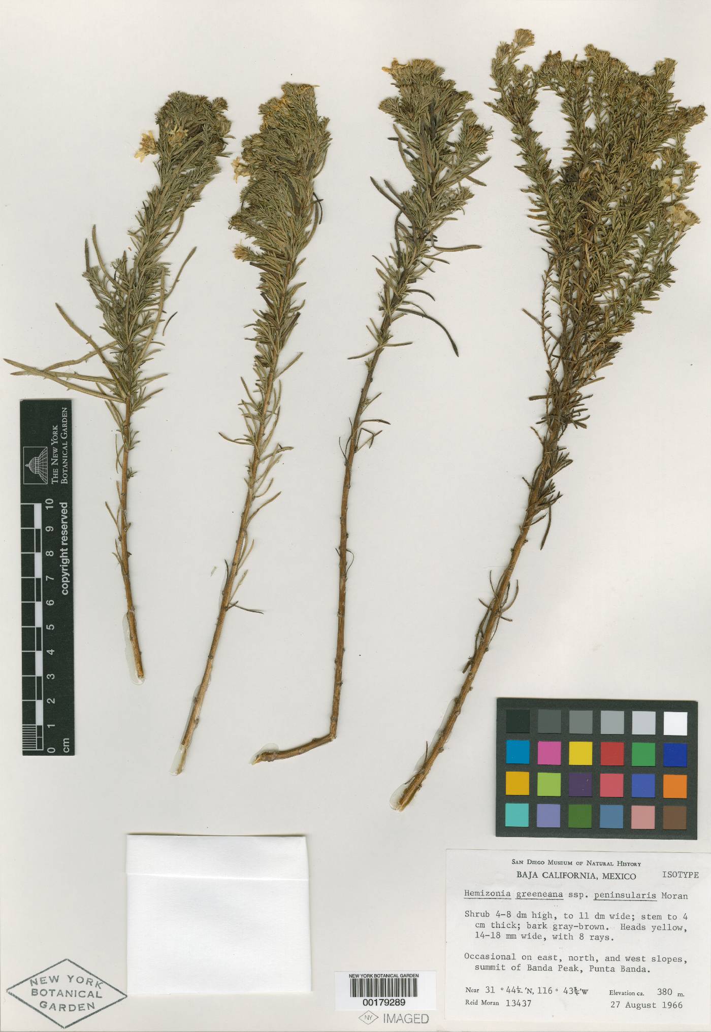 Hemizonia greeneana subsp. peninsularis image