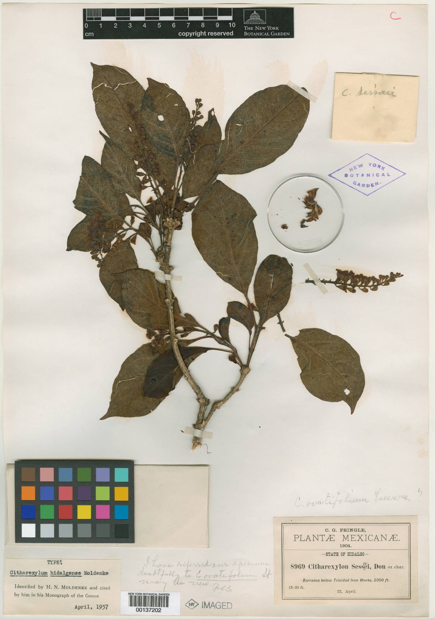 Citharexylum hidalgense image