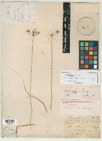 Image of Allium croceum