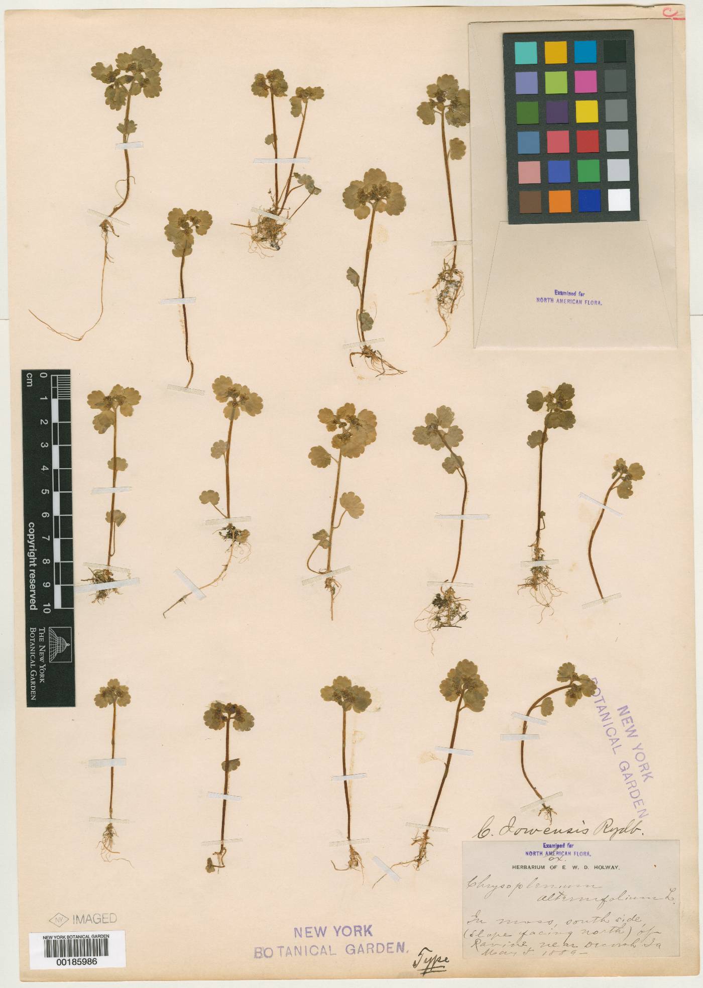 Chrysosplenium iowense image